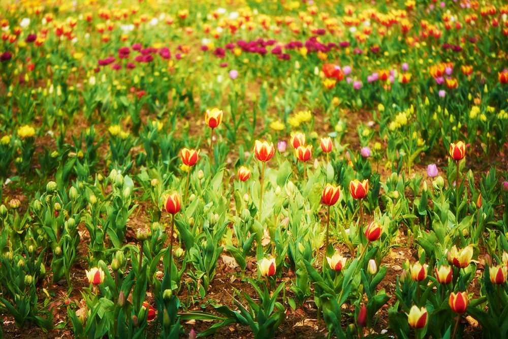 Tulips Field