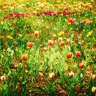 Tulips Field