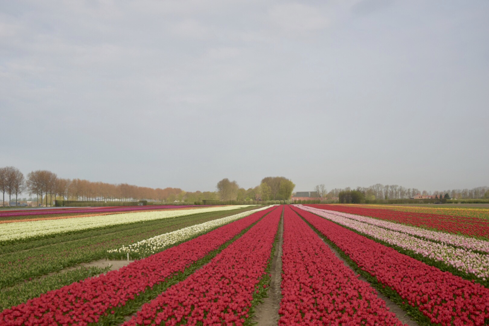 Tulips fields Netherlands 