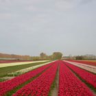 Tulips fields Netherlands 