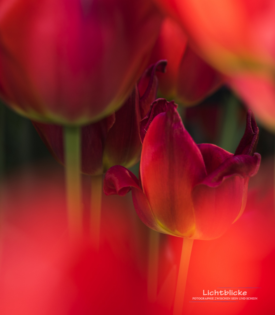 Tulips - FineArt 01