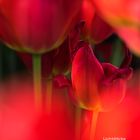 Tulips - FineArt 01