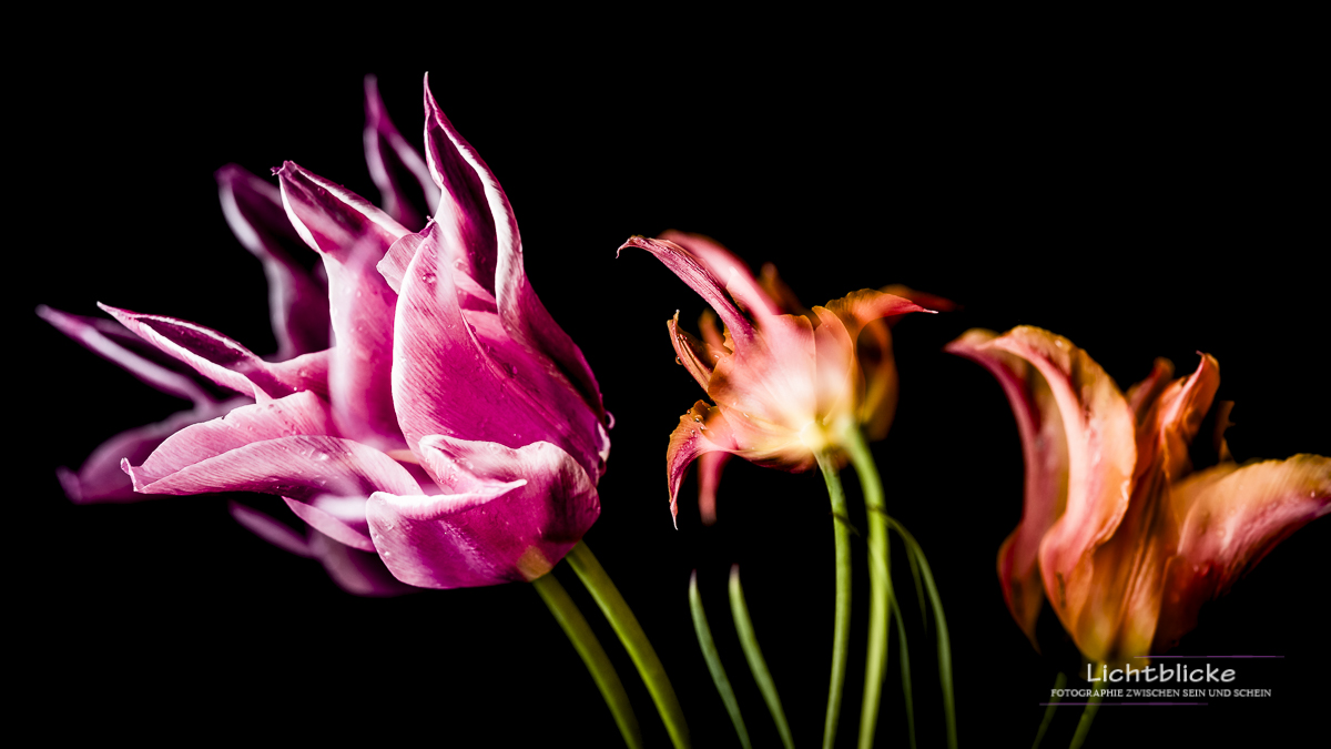 Tulips FineArt 02