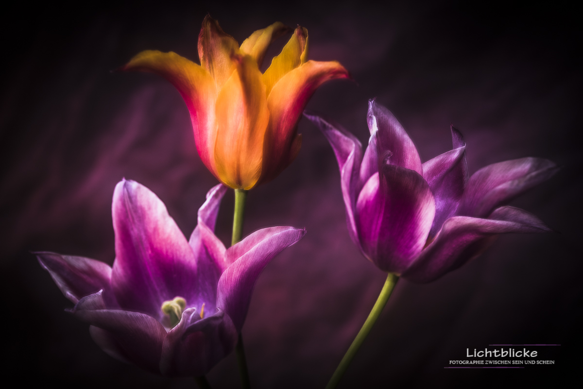 Tulips FineArt 03