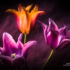 Tulips FineArt 03