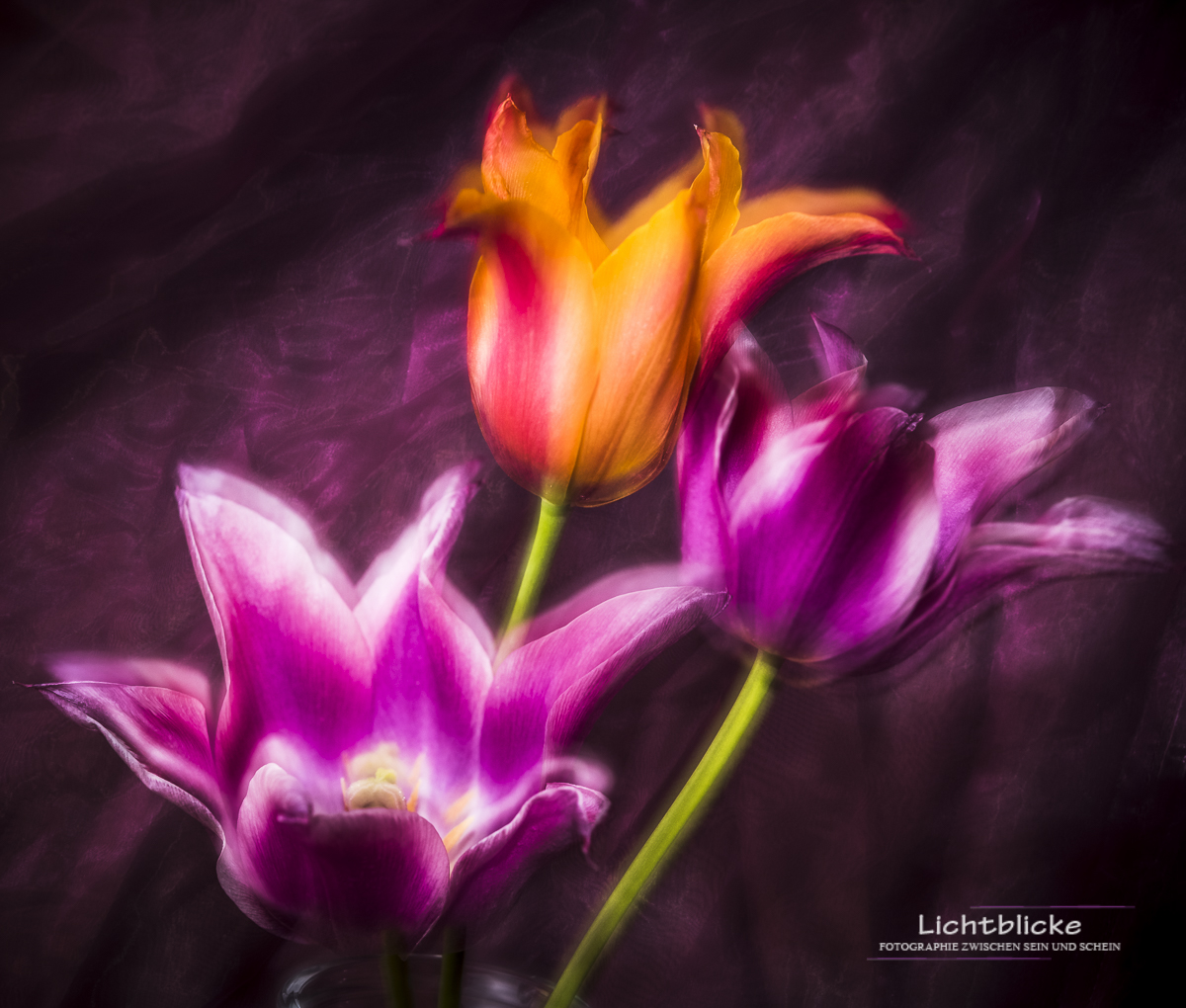 Tulips FineArt 04