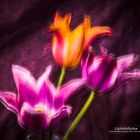 Tulips FineArt 04