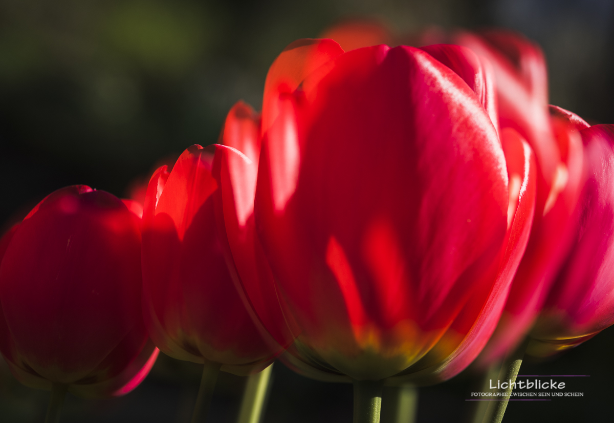 Tulips FineArt 05