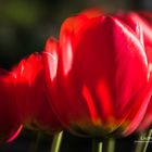 Tulips FineArt 05