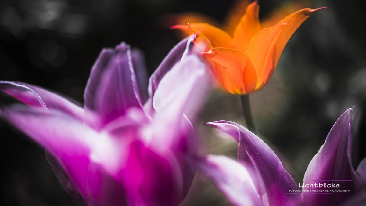 Tulips FineArt 06