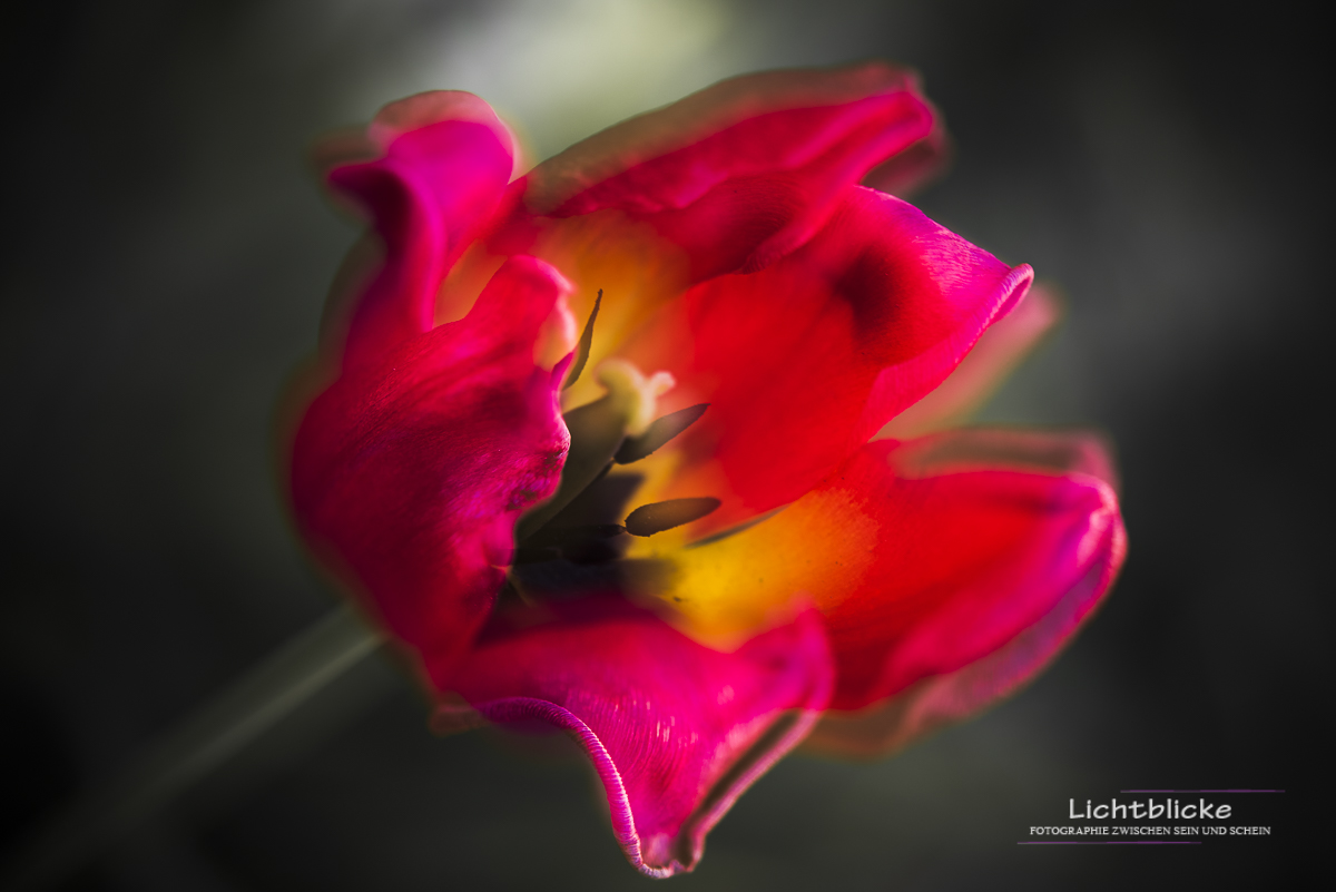 Tulips FineArt 07