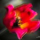 Tulips FineArt 07