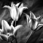 Tulips FineArt 08