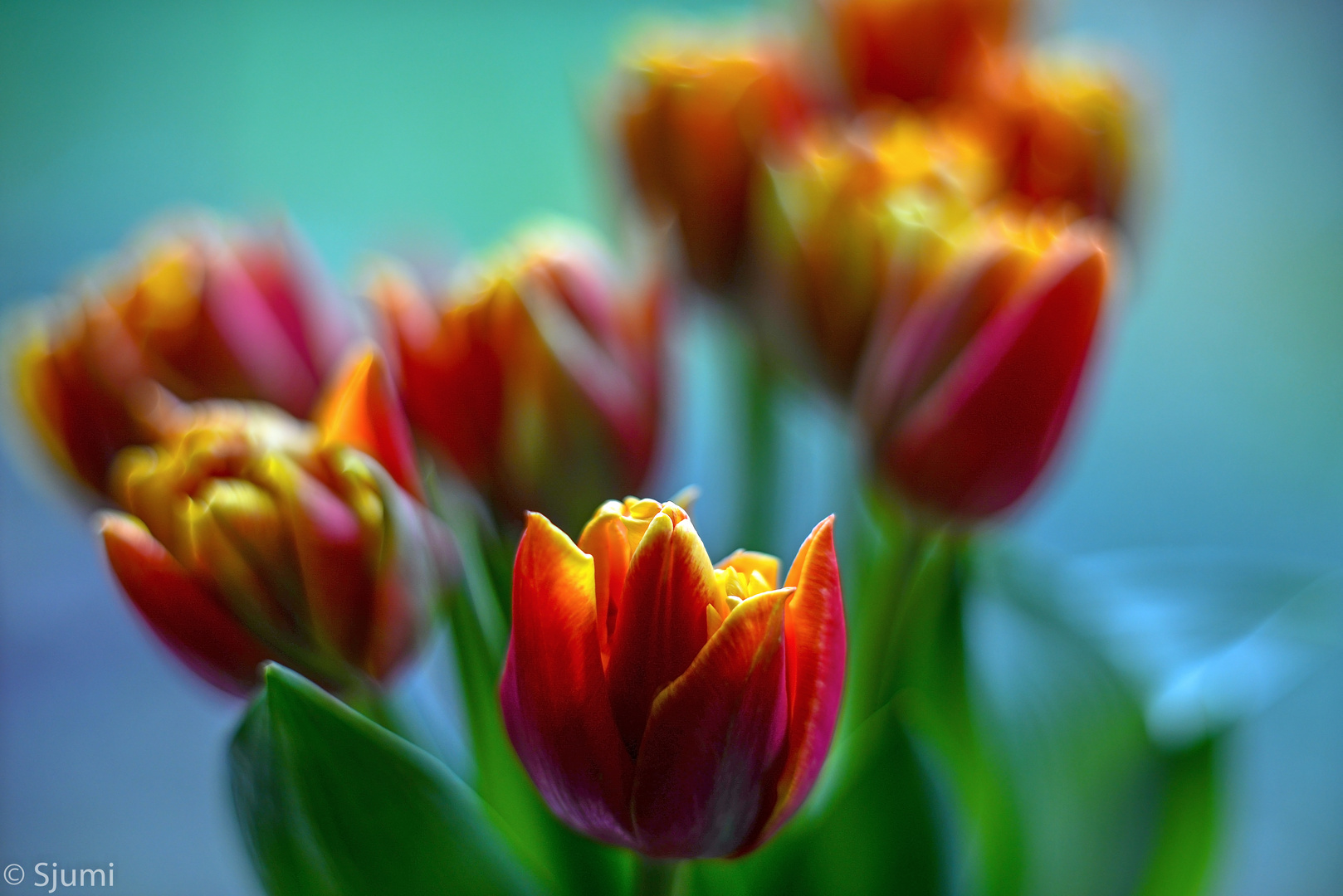 Tulips fire