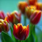 Tulips fire