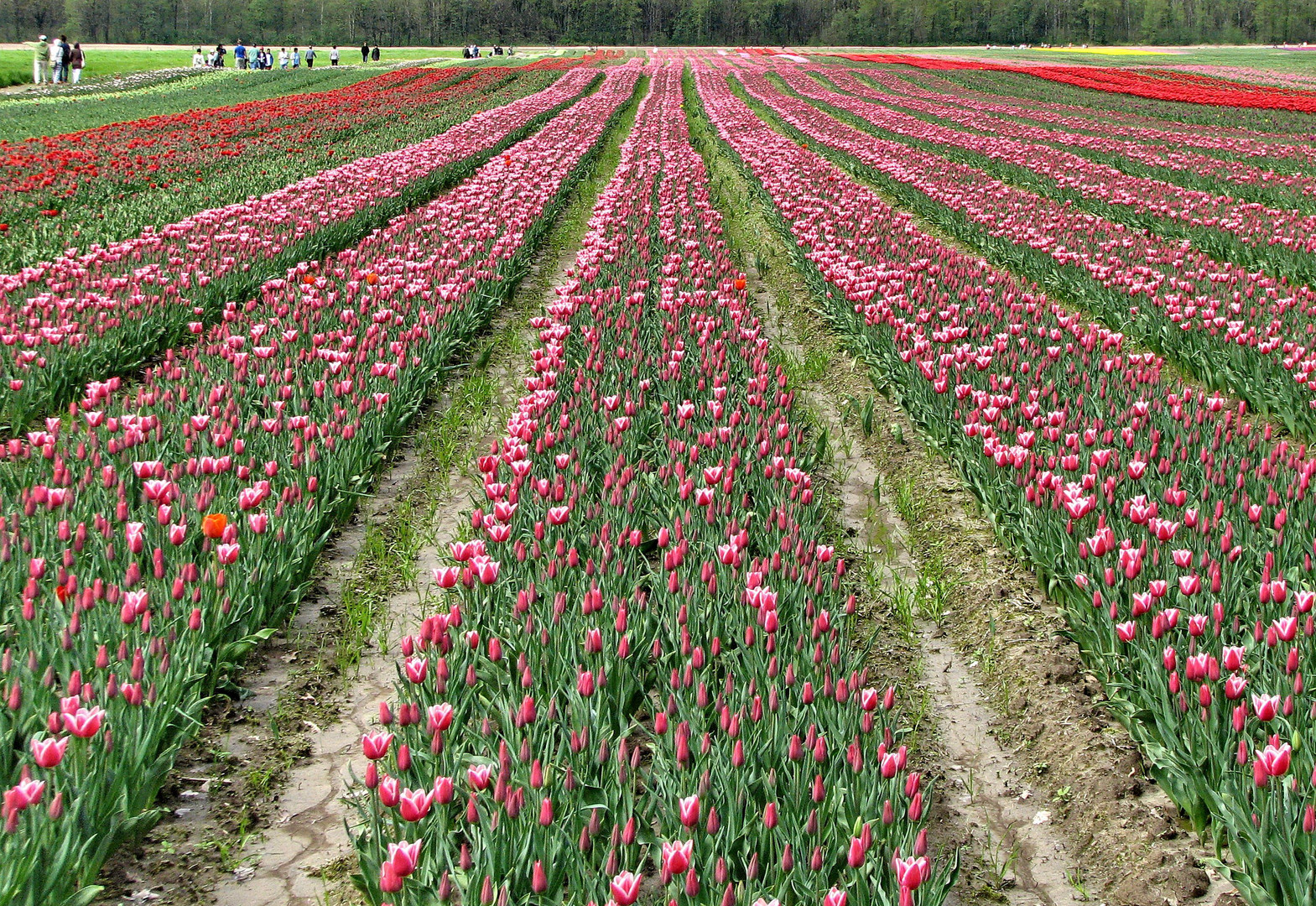 Tulips Forever (2)