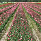 Tulips Forever (2)