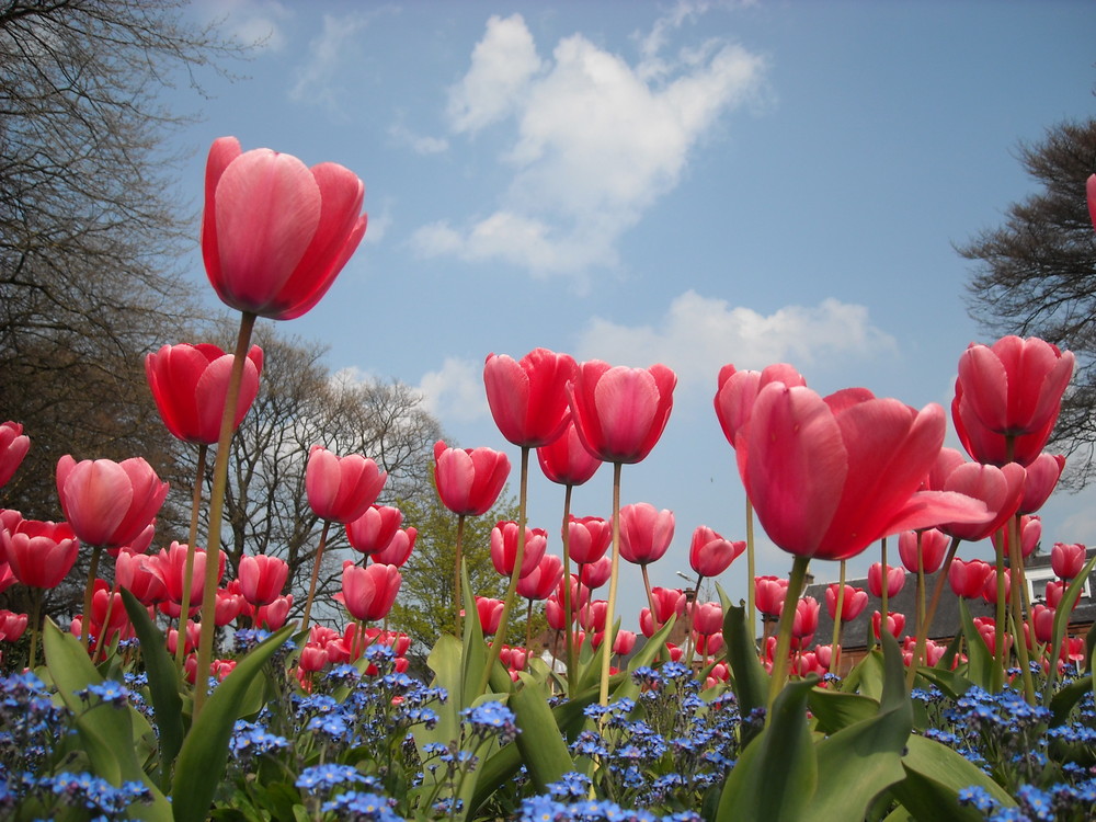 Tulips & Forget me not's