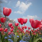 Tulips & Forget me not's