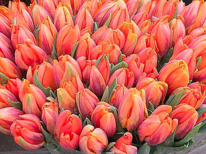 Tulips from Amsterdam