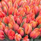 Tulips from Amsterdam