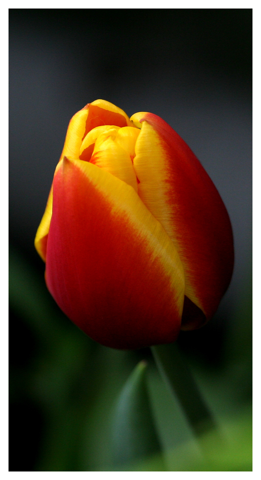 TULIPS FROM AMSTERDAM