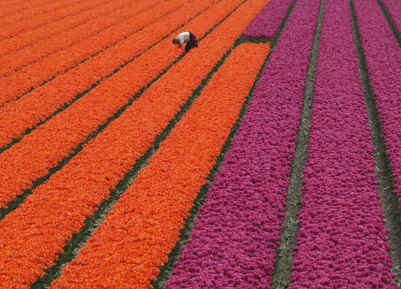 Tulips from Holland