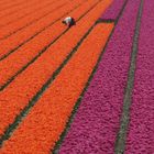 Tulips from Holland