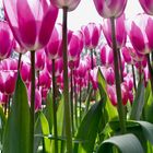 Tulips from Keukenhof Netherlands ????????