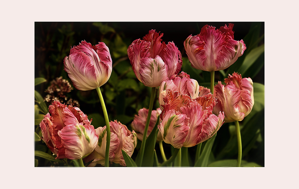 Tulips from my garden...