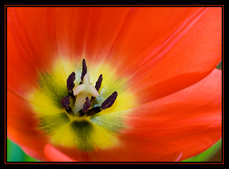 ~ Tulip's heart ~