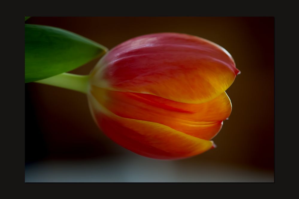 Tulips II