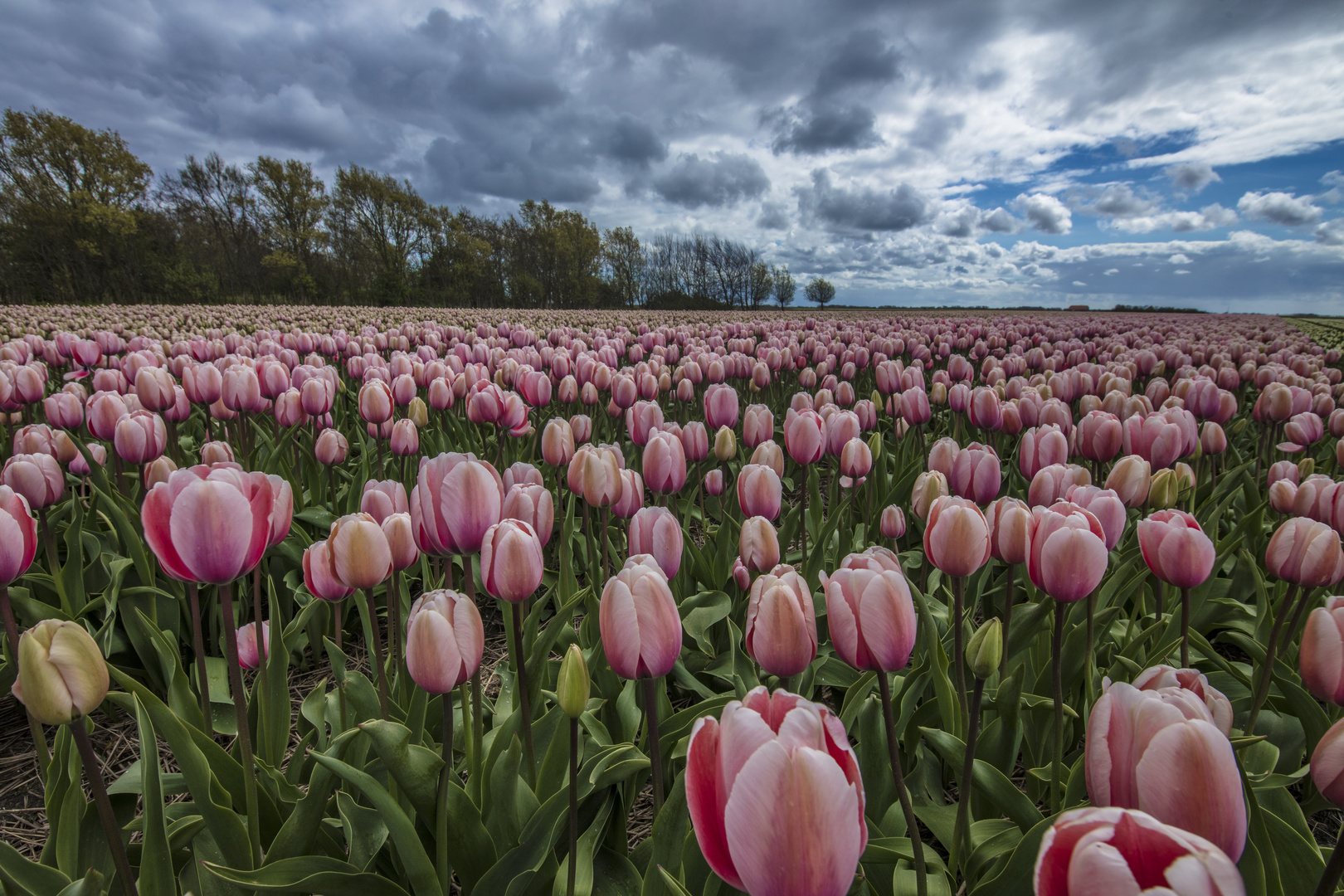 tulips II