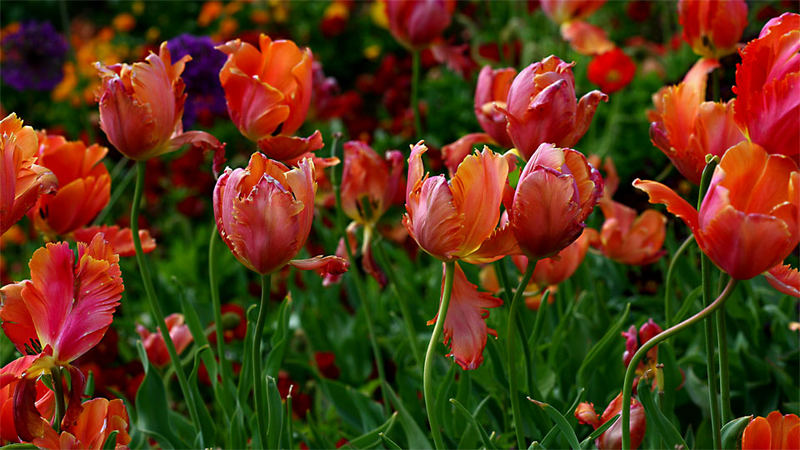 Tulips II, Liliaceae, OOE Landesgartenschau, Vöcklabruck, OOE / A