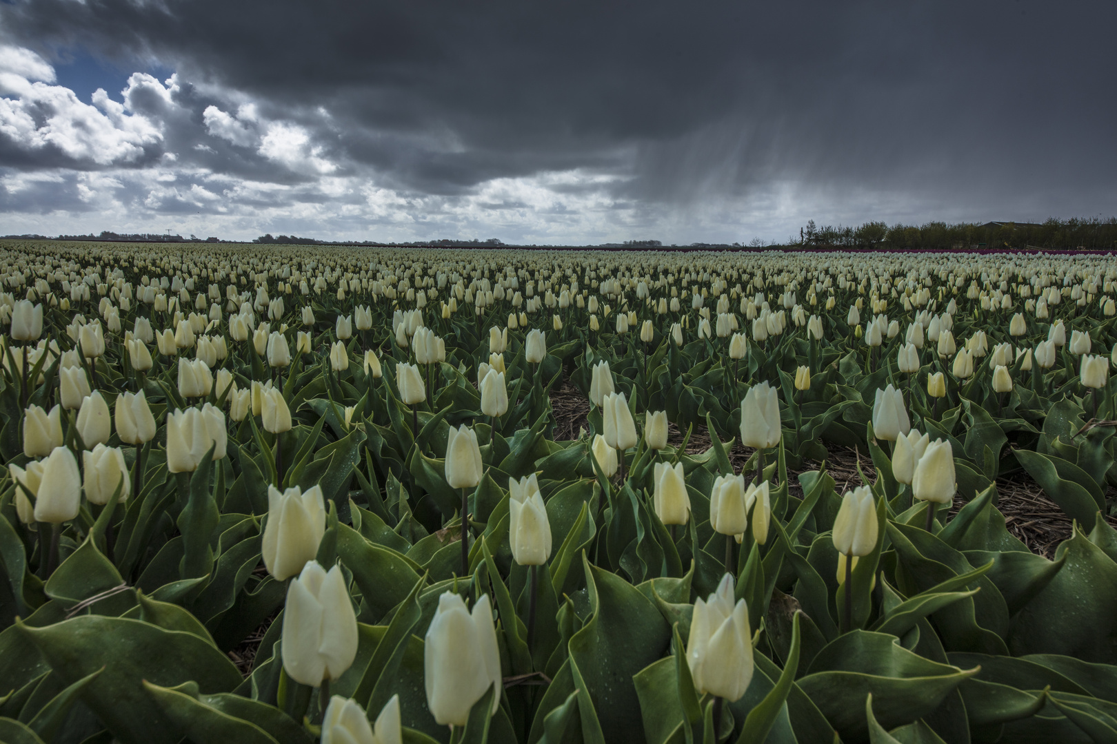 tulips III