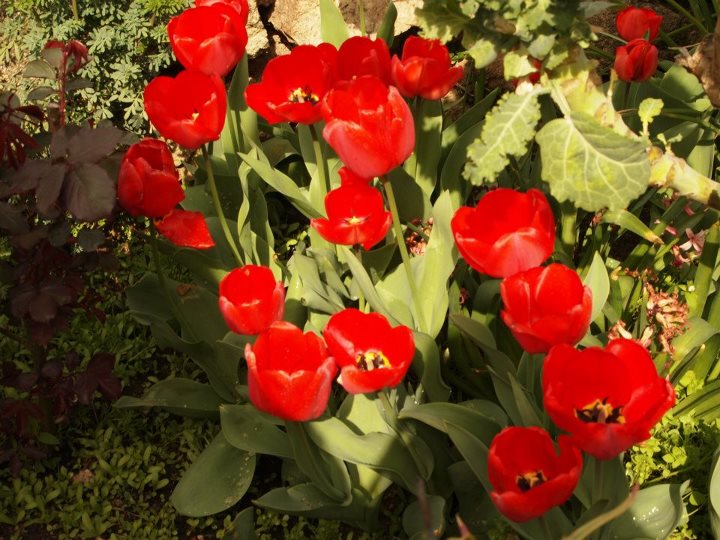 Tulips in a portuguese garden