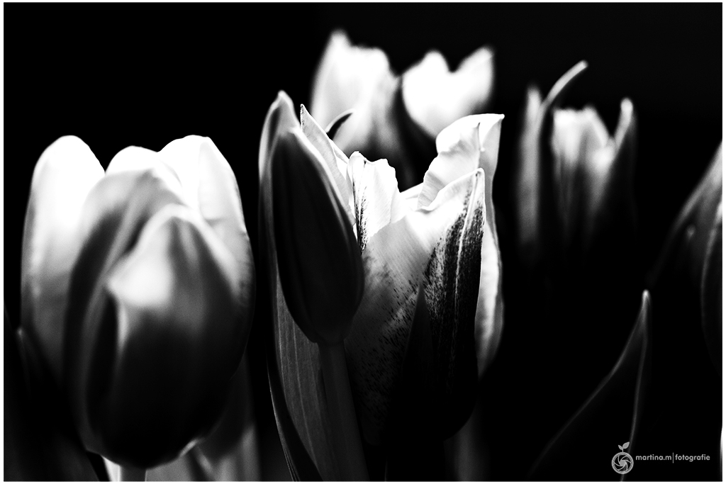 Tulips in Black `n White