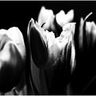 Tulips in Black `n White