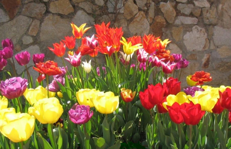 Tulips in bloom