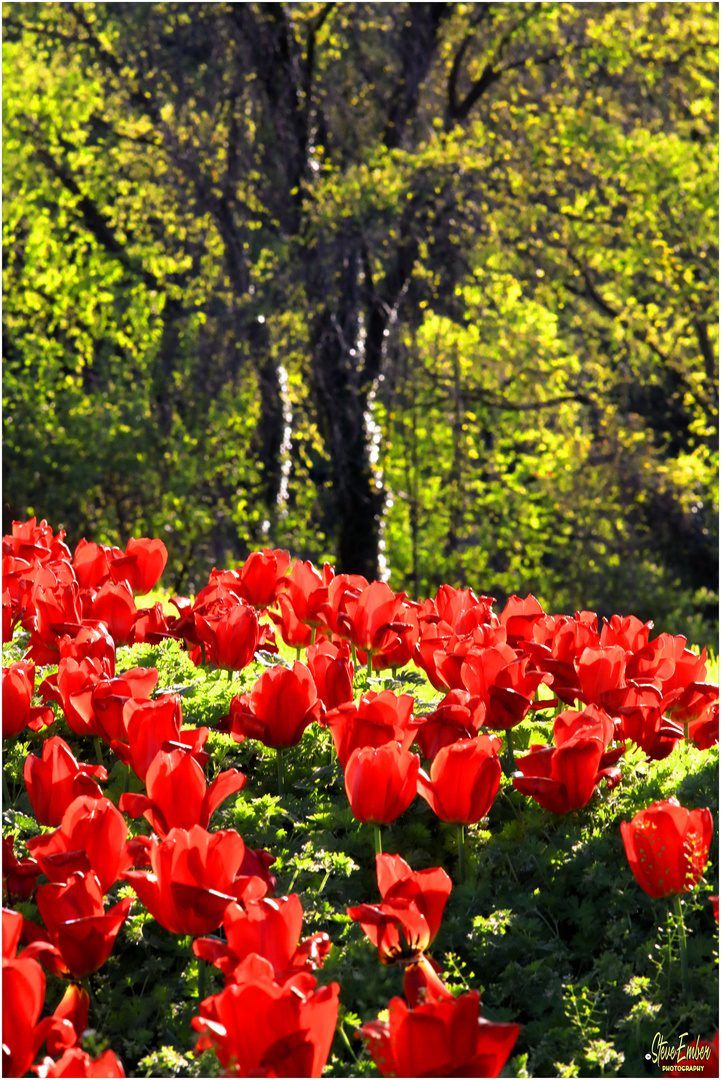Tulips in Golden Hour - A Washington Springtime Impression