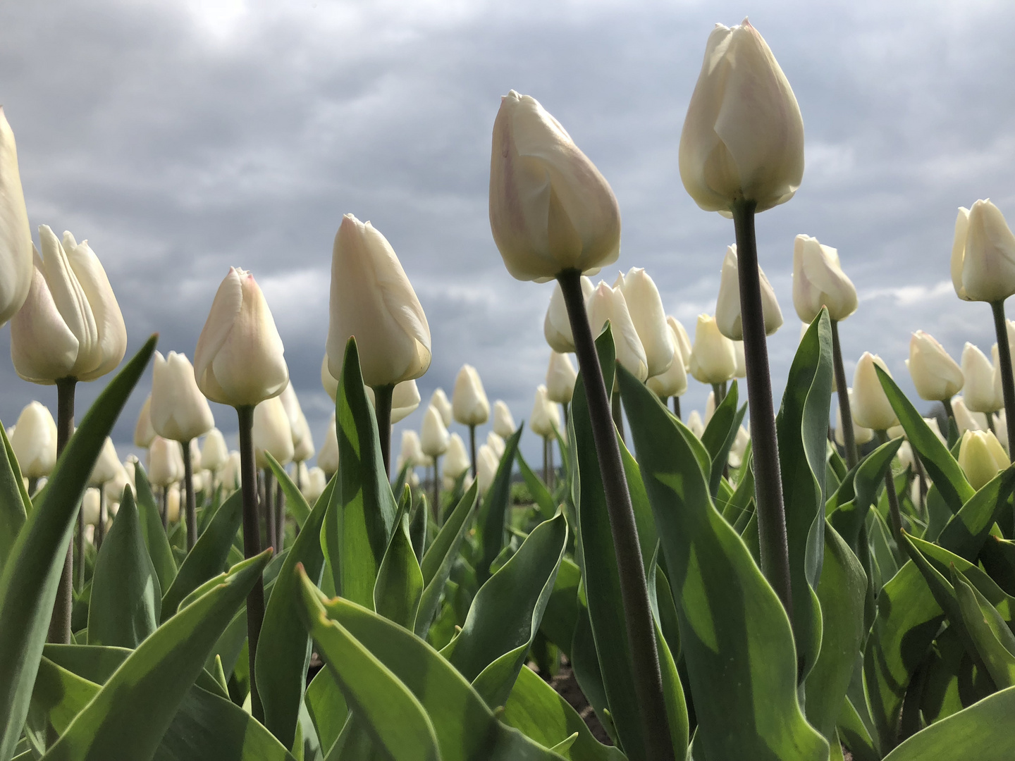 Tulips in Holland