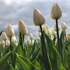 Tulips in Holland