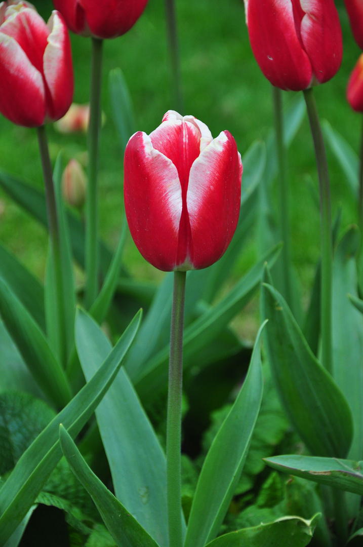 tulips in Istanbul