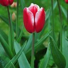 tulips in Istanbul