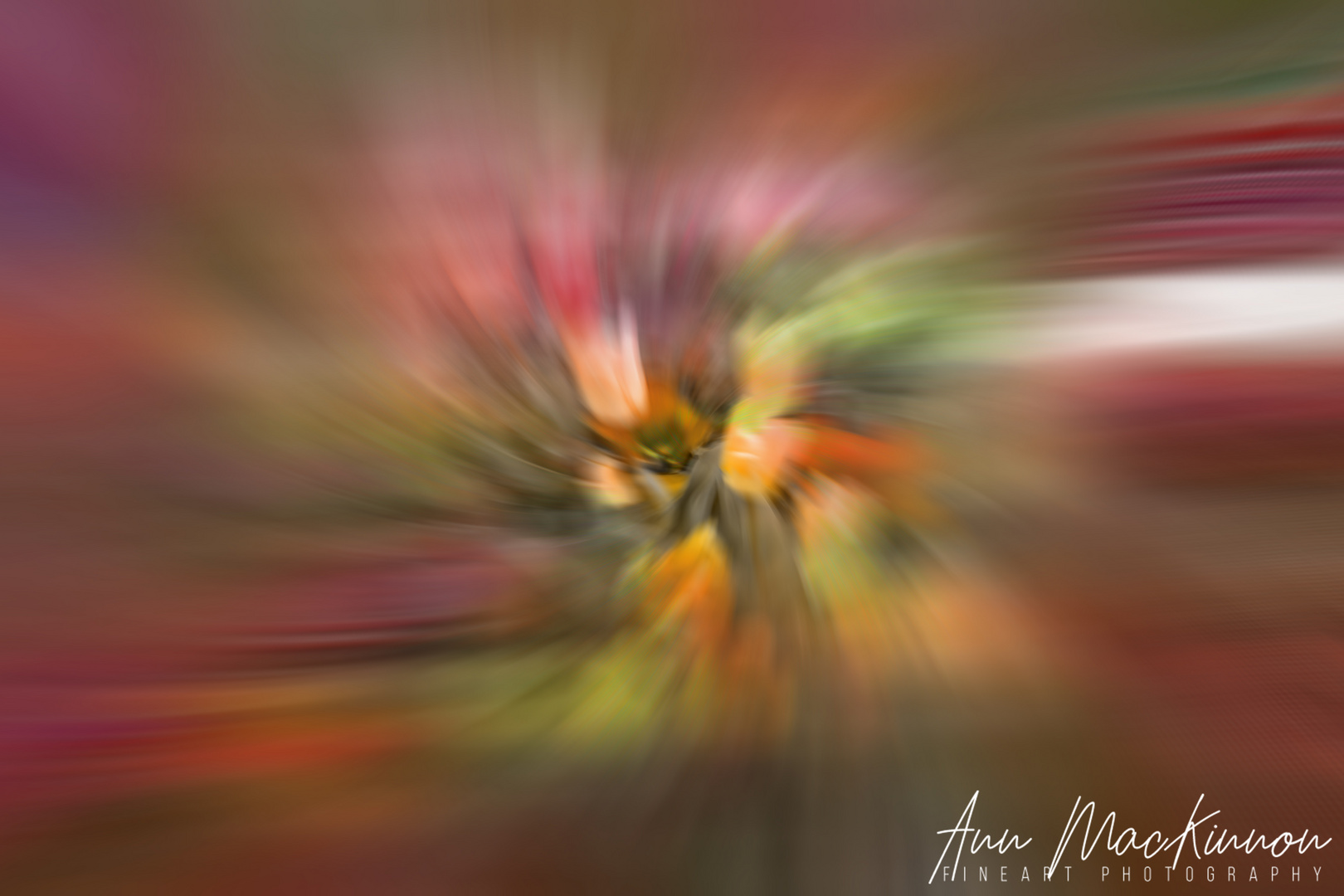 Tulips in Motion (ANN_8909)