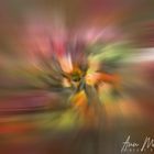 Tulips in Motion (ANN_8909)