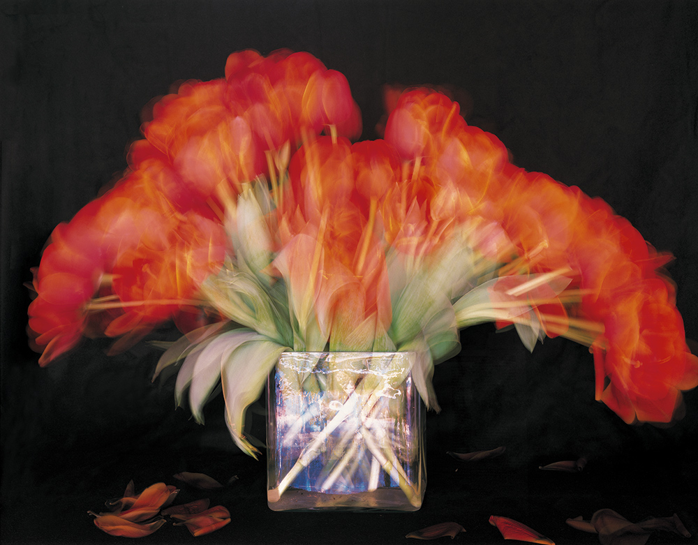 Tulips in motion2