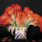 Tulips in motion2