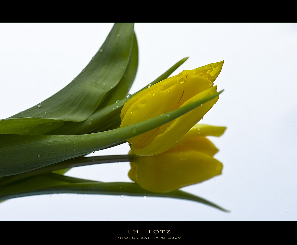 Tulips in my kitchen