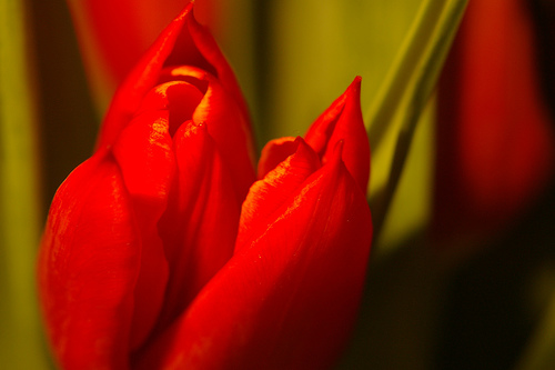 Tulips in softtones